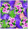 BLACK/PURPLE/FUSHIA