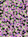 BLACK/PINK/PURPLE