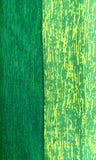NEON YELLOW/TEAL