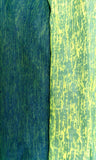 NEON YELLOW/ROYAL